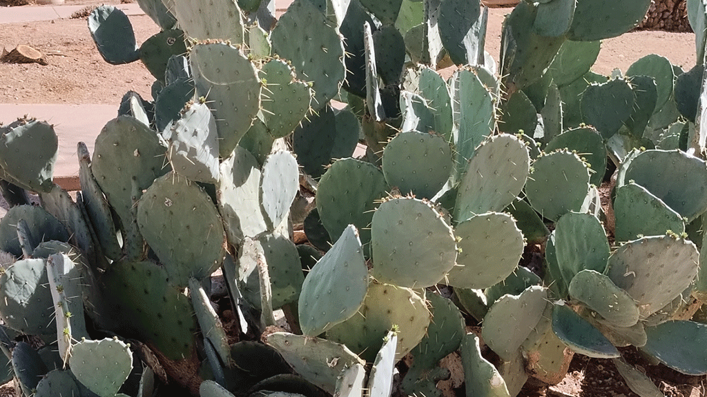 セドナのサボテン